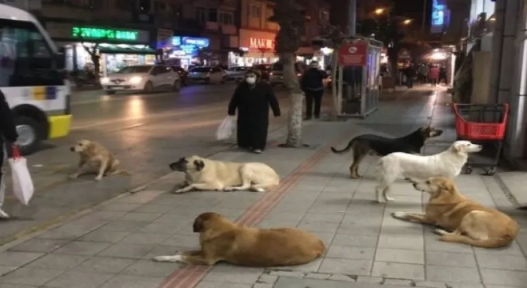 ISPARTA'DA SOKAK HAYVANLARI DEHŞET SAÇMAYA DEVAM EDİYOR.